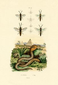 ハチ、1833-39